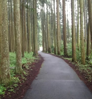 A paved running path through a tall cedar forest