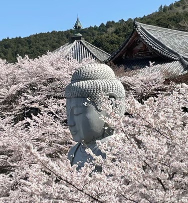 A large Buddha statue surrounded by cherry blossoms and temple roofs